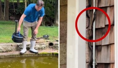 Couple discover newly-purchased home is infested with snakes