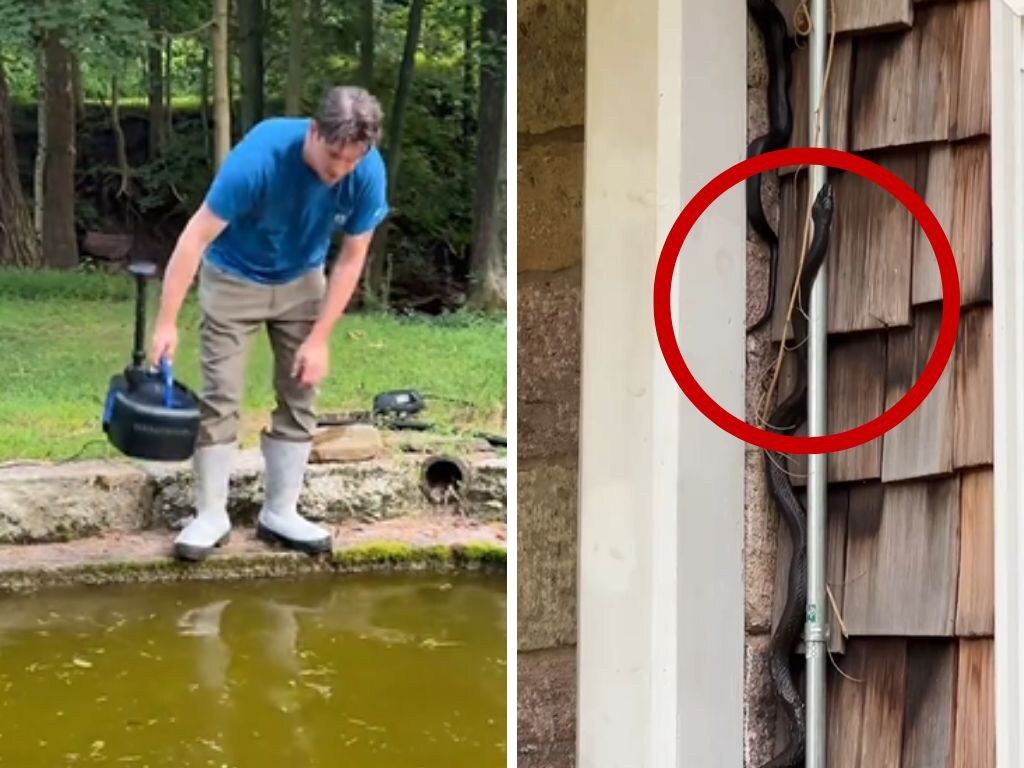 Couple discover newly-purchased home is infested with snakes