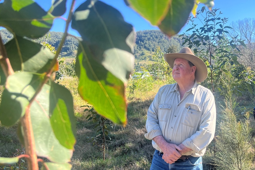A man in a pale shirt and wide-brimmed hat looks at trees.