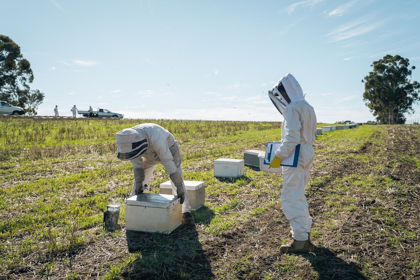 Two people in full-body beekeeping suits stand over four closed beehive boxes in a grassy open field.
