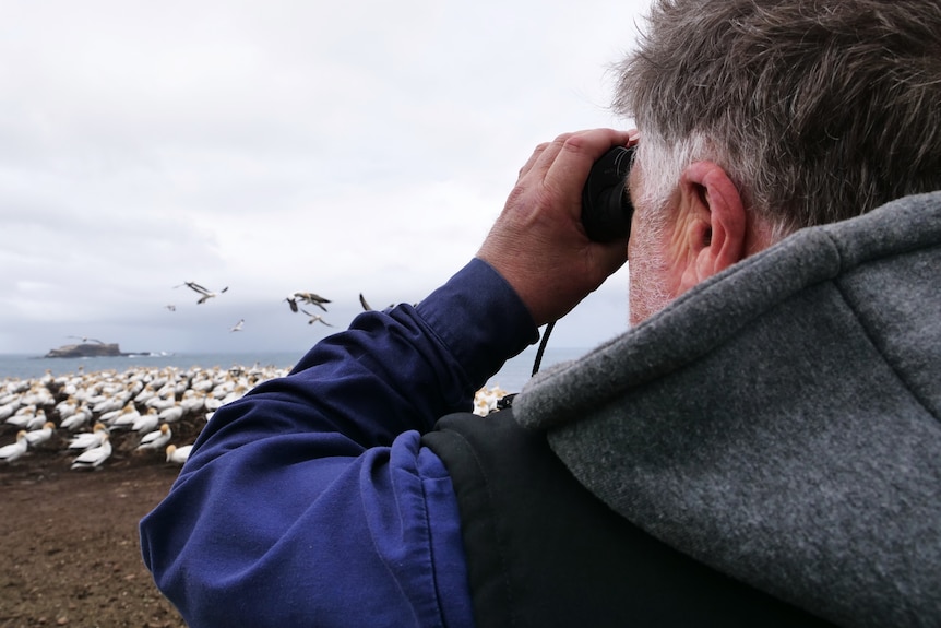 A man uses binoculars to look at sea birds.