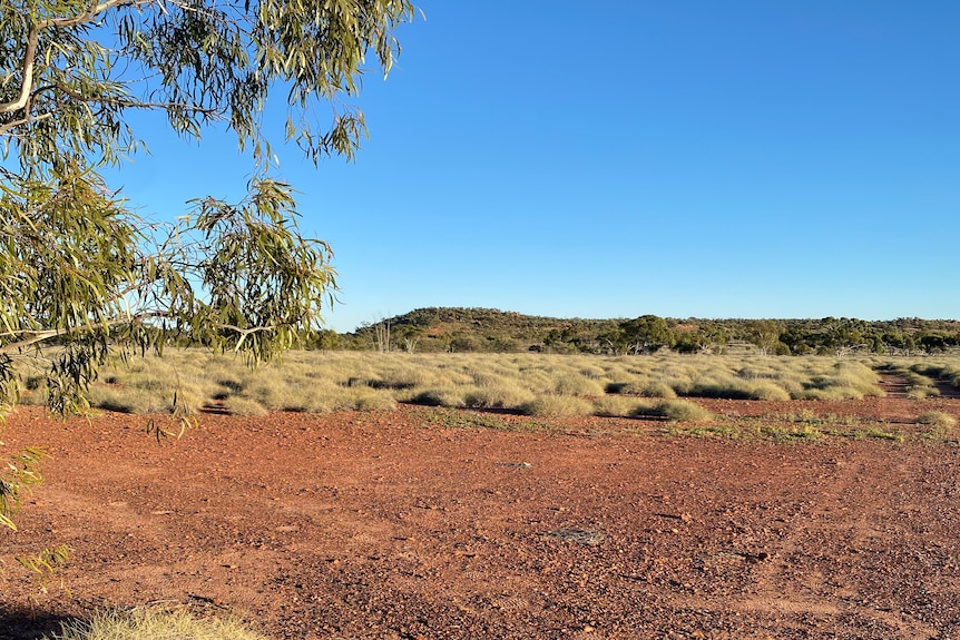 A tree and shrubs in a dusty outback area.