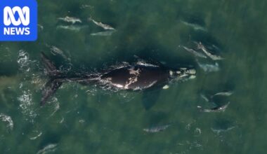 True friendship shown as dolphins guide stranded whale out of WA estuary
