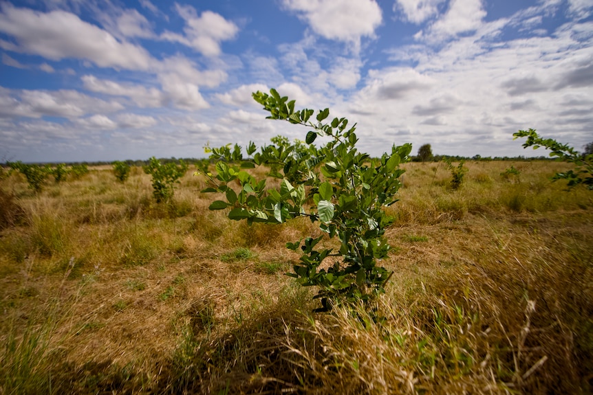 Newly planted pongamia trees in a field.