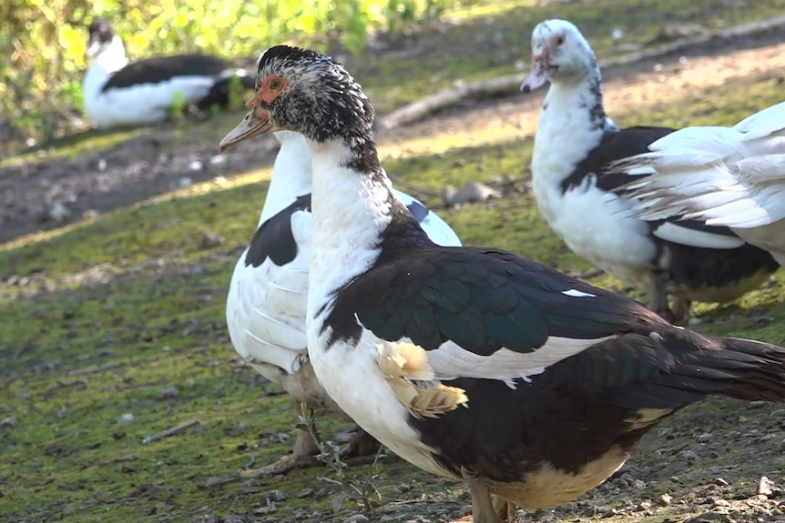Black and white ducks standing on a lawn.