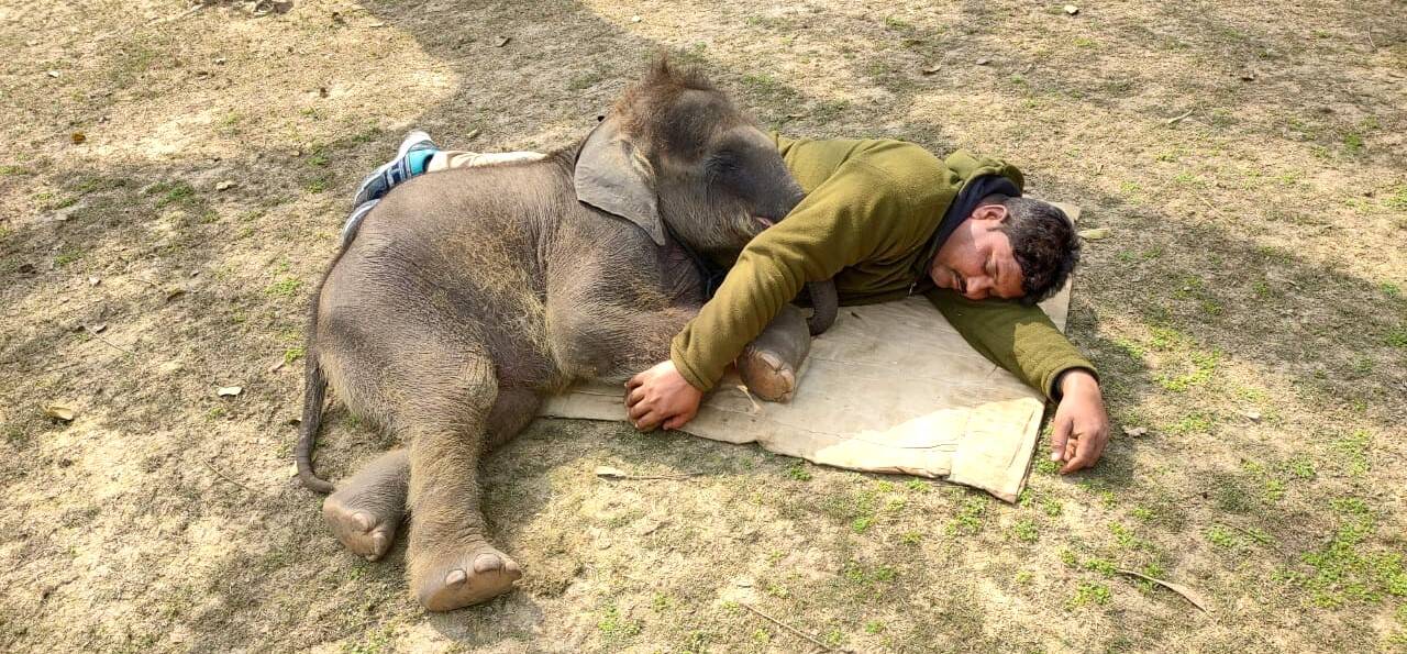 Ali would often sleep beside the calf to comfort her cfbed88d-127e-4854-81c5-37b2bb1761bb_Irshad_Ali_sleeping_with_Bhawani_at_elephant_camp.jpg