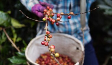 coffee sustainability research