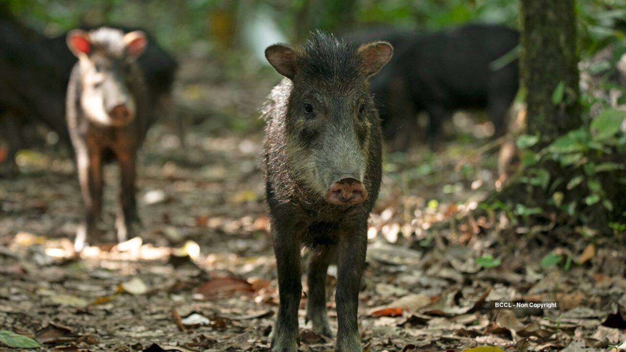 collared peccary (representative image) collared peccary (representative image)