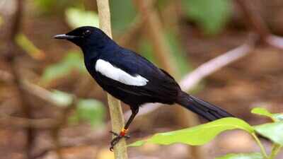 A songbird fell to just 12 to 15 birds on one island: Decades of rescue work later, the Seychelles magpie-robin now survives across five islands