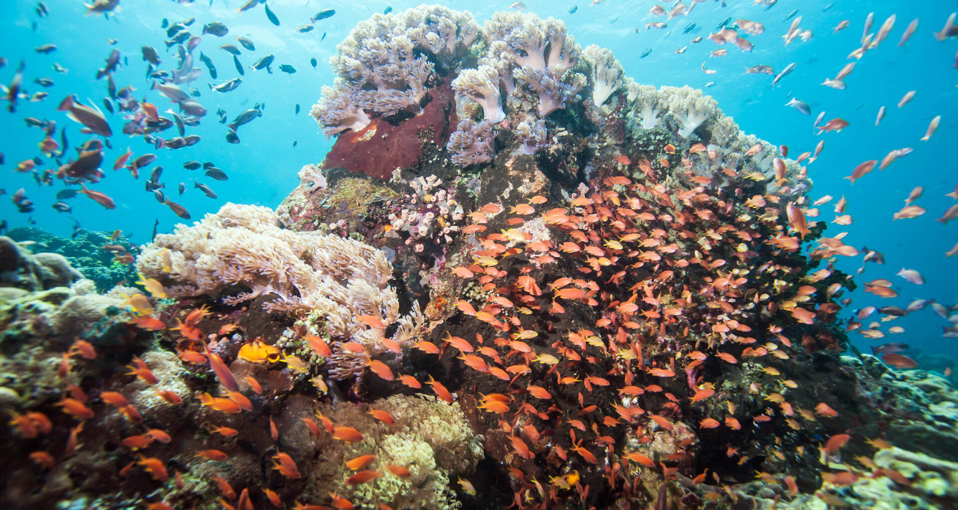 Analyzing eDNA in seawater can identify coral species in reefs below