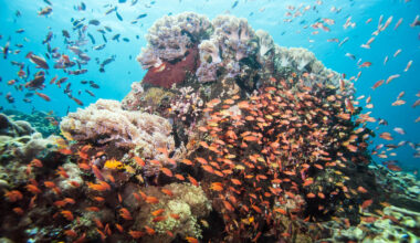 Analyzing eDNA in seawater can identify coral species in reefs below