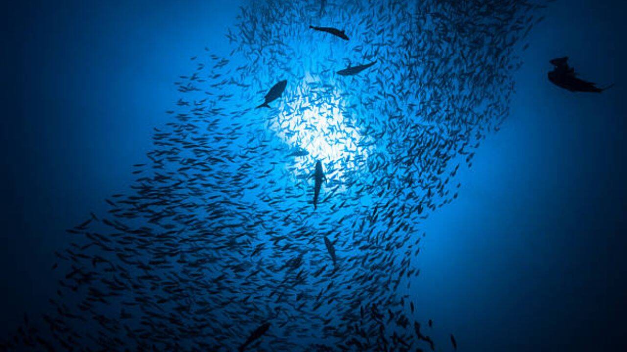 This latest study, published in Ecology, is one of the first to reveal the changes to benthic cryptofauna and the species that prey on them. Cryptobenthic fish versus invertebrates<br><br>