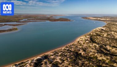 H5 bird flu poses risk to SA's Coorong critical wetlands