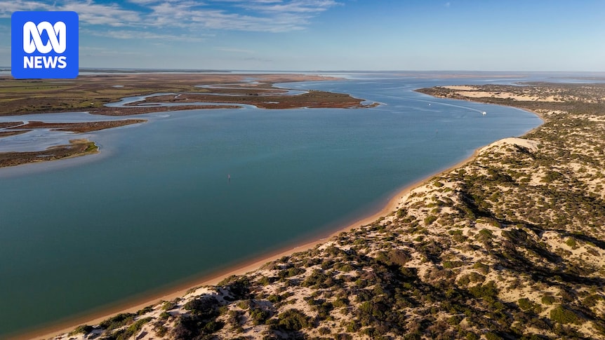 H5 bird flu poses risk to SA's Coorong critical wetlands