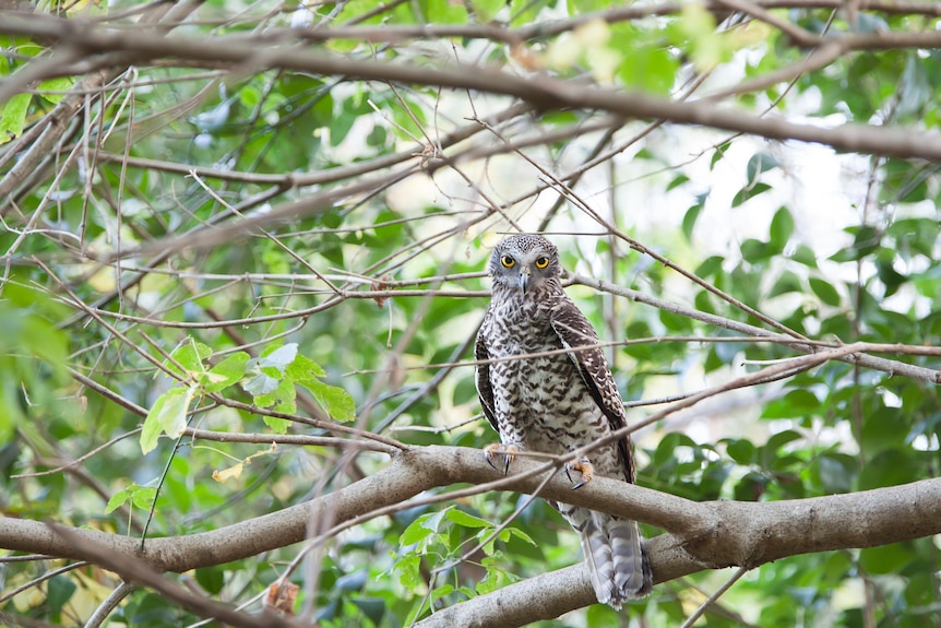 a powerful owl sits on a tree