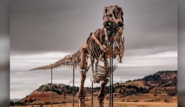 Massive T-rex skeleton set to become most expensive fossil ever sold