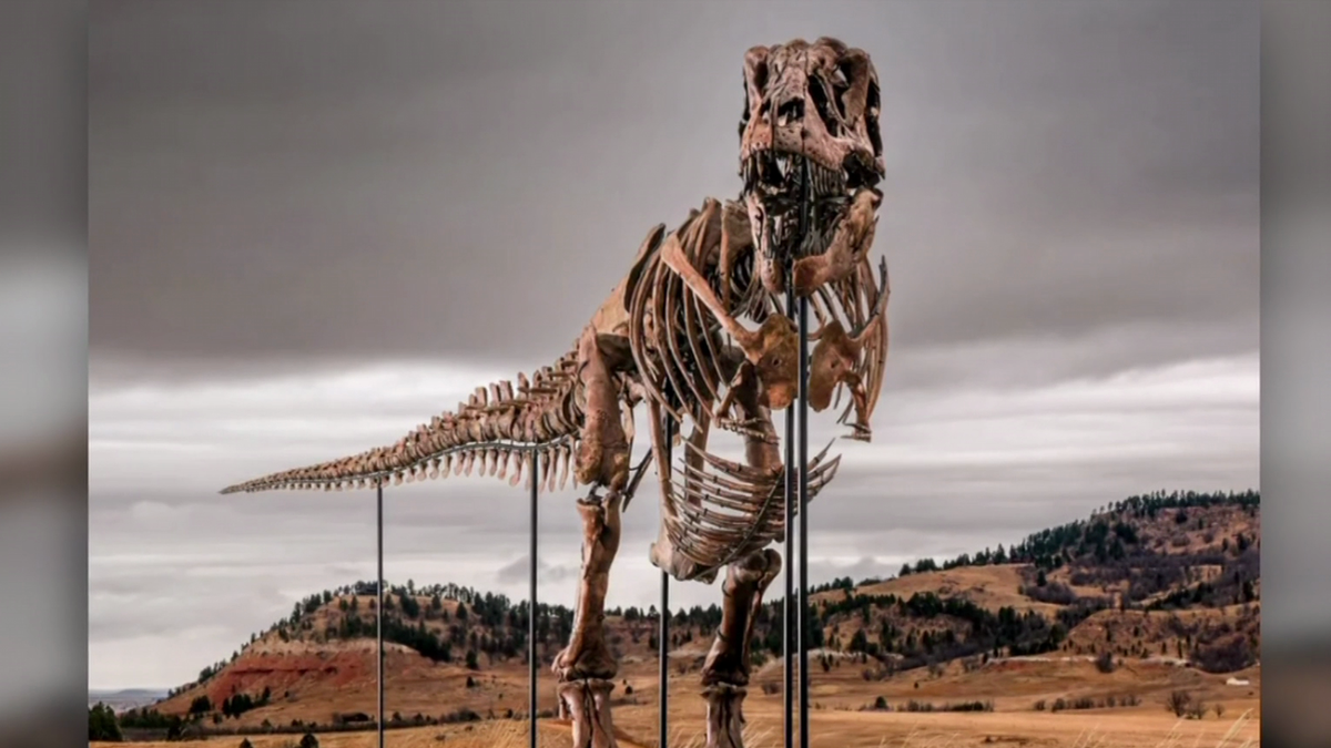 Massive T-rex skeleton set to become most expensive fossil ever sold