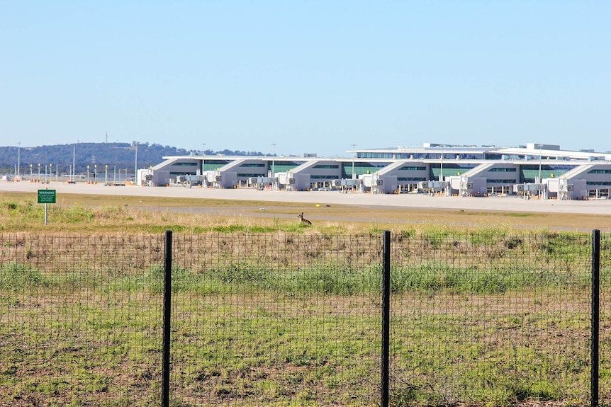 A kangaroo in a field near a giant airport terminal.