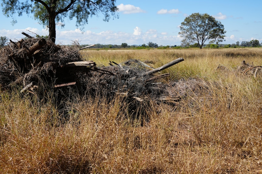 A twisted mess of metal hiding in long grass, which used to be fence posts
