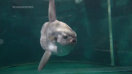 Sunfish are vulnerable to predators on the surface.