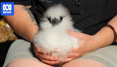 Surveillance for deadly H5 bird flu increased for reef's seabird population