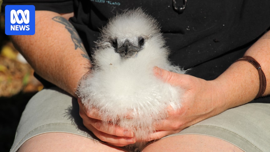 Surveillance for deadly H5 bird flu increased for reef's seabird population