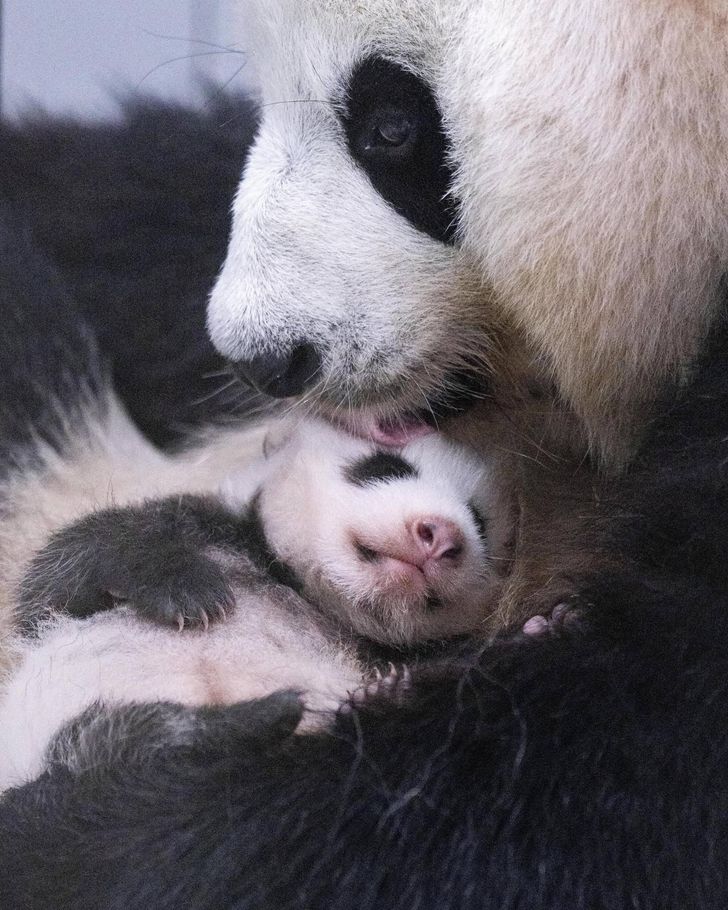 A baby giant panda at Everland opens both eyes and begins crawling as it reaches 50 days, Thursday. Courtesy of Everland