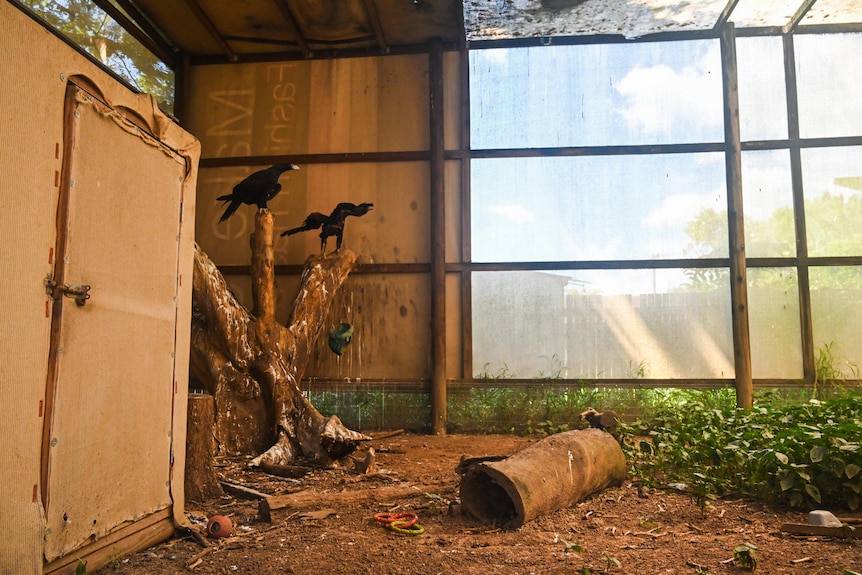 two eagles standing on tree stump in enclosure