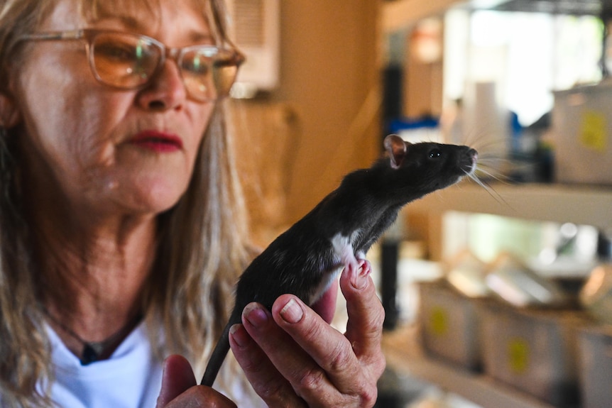 Woman holding black rat in hand