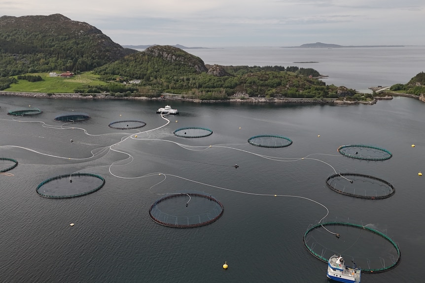 Eleven salmon farms on a stretch of waterway in Norway