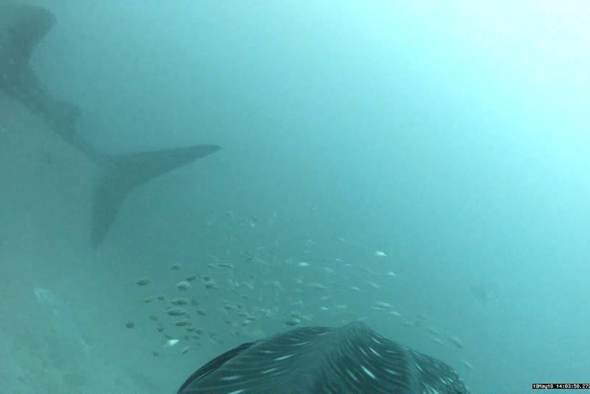 A shark and fish in murky water, as seen from a camera mounted on a whale shark.