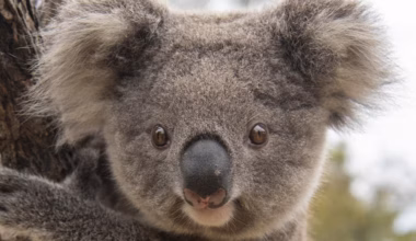 Great Koala National Park carbon credits barred from coal and gas