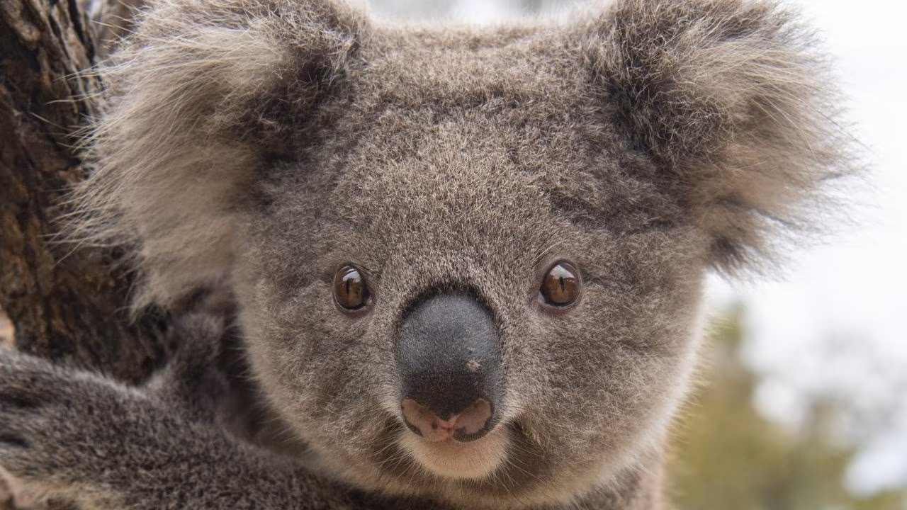 Great Koala National Park carbon credits barred from coal and gas