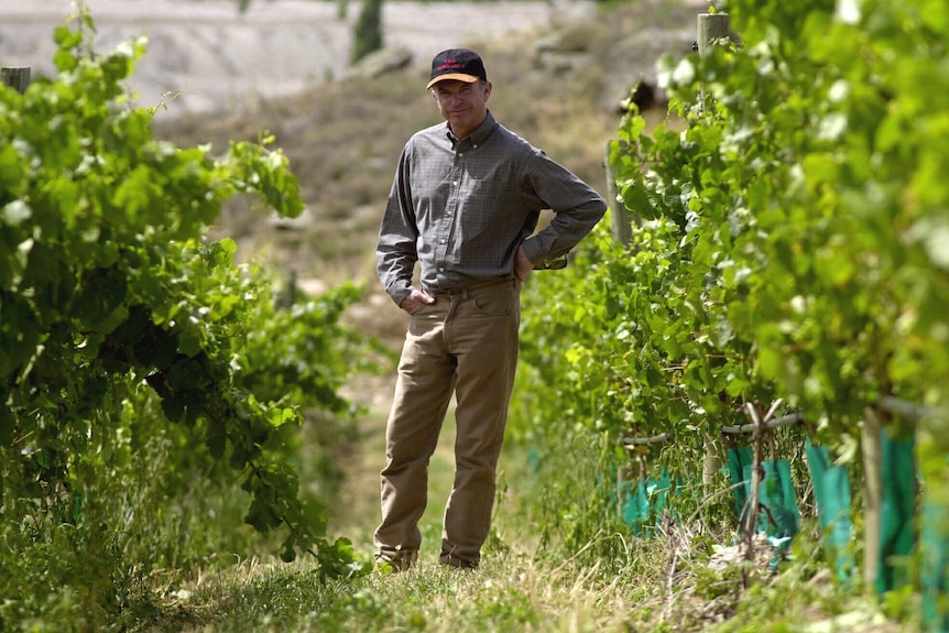 Man in a cap,long pants and long-sleeve shirt stands in a winery among the vines