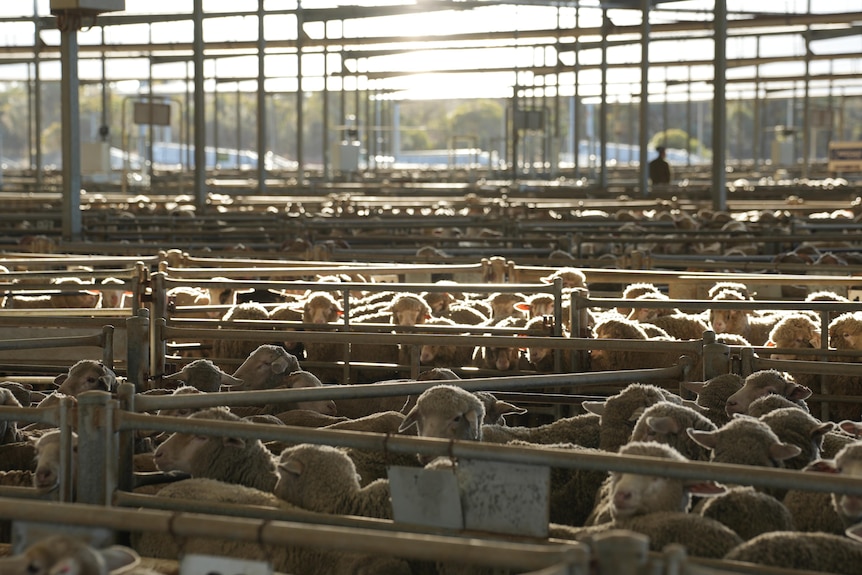 A sale yard filled with hundreds of sheep
