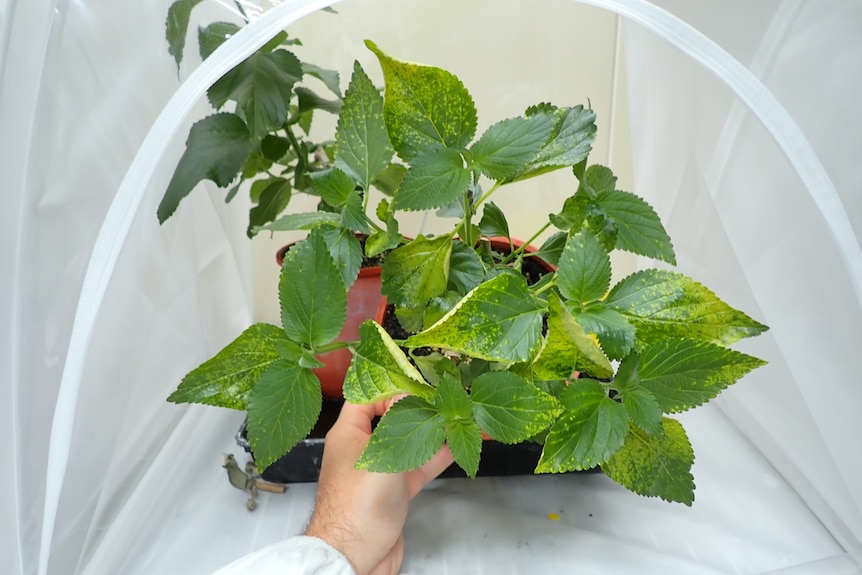 A hand holds up part of a sick looking lantana plant in a pot.