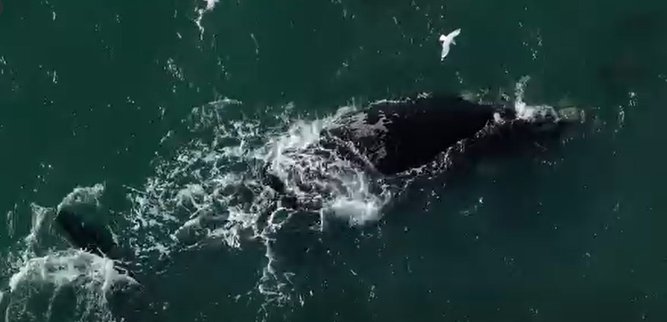 The whale captured in drone footage by Callum Craig.