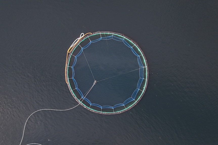 A round salmon farm net