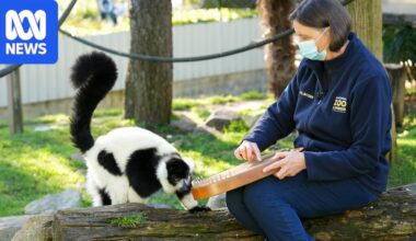 VIDEO: Harp therapist Alison Ware serenades animals at Canberra's National Zoo and Aquarium - ABC News & Headlines – Australian Broadcasting Corporation