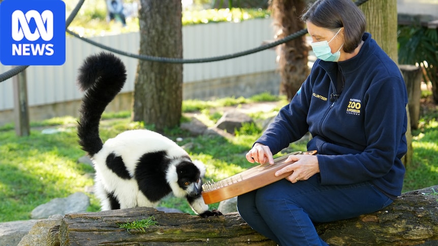 VIDEO: Harp therapist Alison Ware serenades animals at Canberra's National Zoo and Aquarium - ABC News & Headlines – Australian Broadcasting Corporation