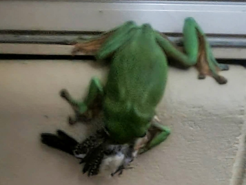 A green frog with a white and speckled bird in its mouth on a brick wall.