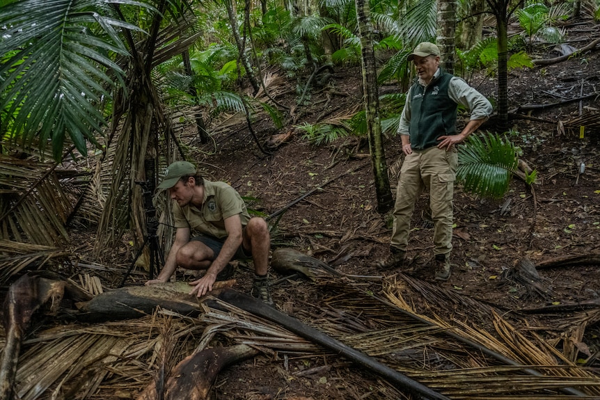 Two men in khaki zoo uniforms putting snails in a rainforest environment.
