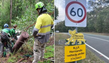 New koala poles installed along Gold Coast wildlife hotspot