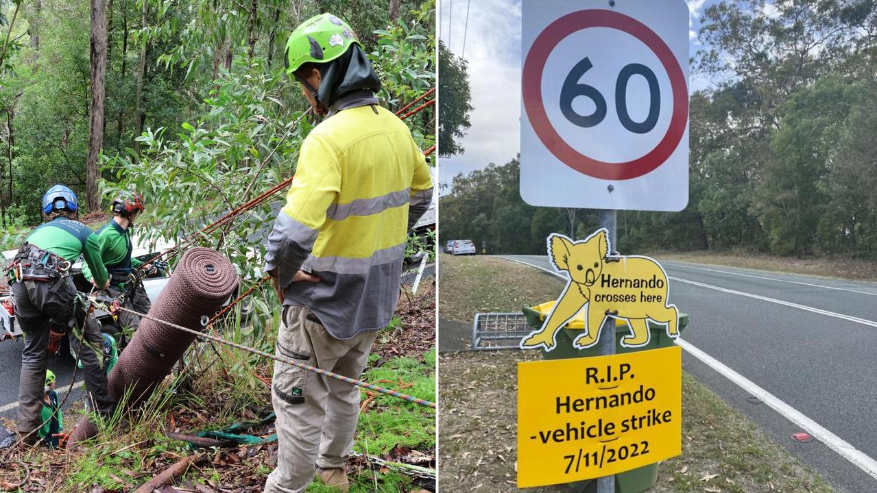 New koala poles installed along Gold Coast wildlife hotspot