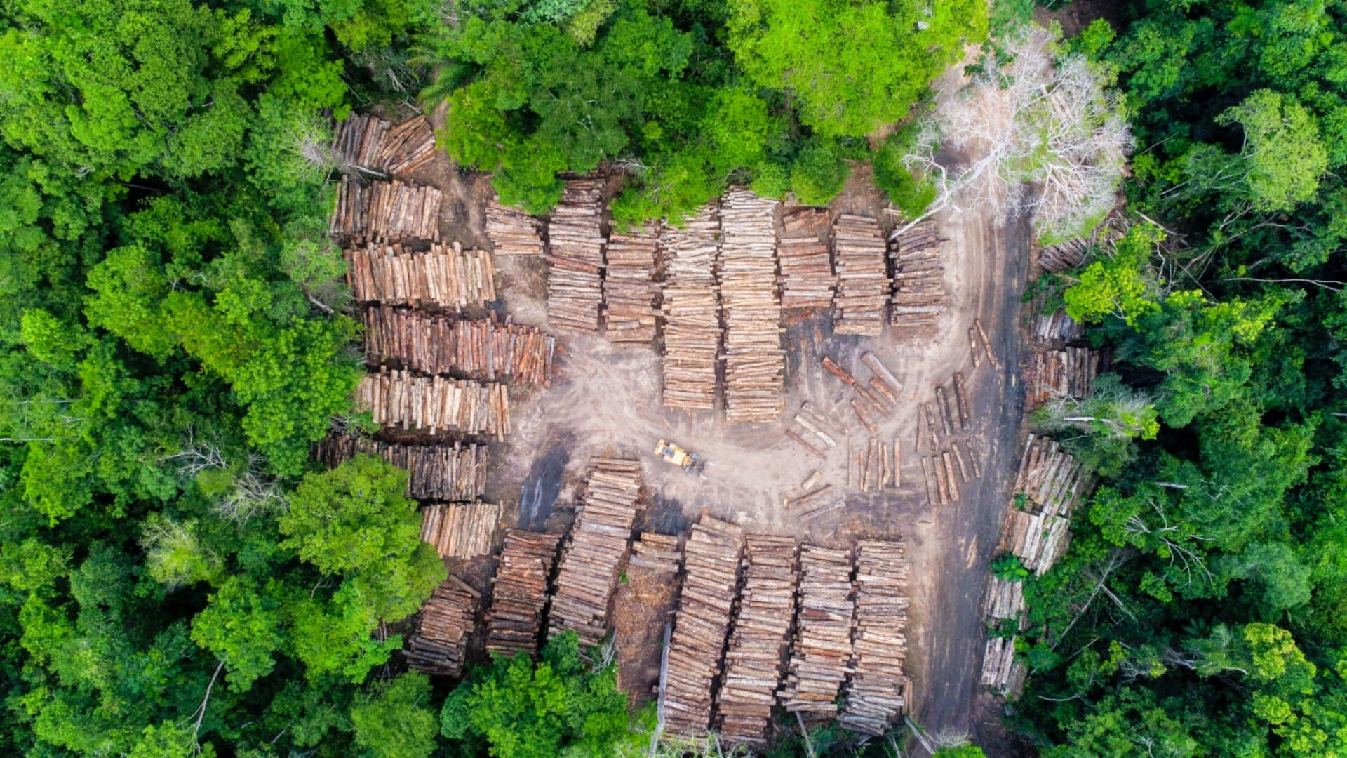 deforestation in amazon forest