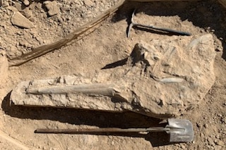 The fossilised, dolphin-like skull of a prehistoric marine reptile lies partially uncovered in a dusty desert area.