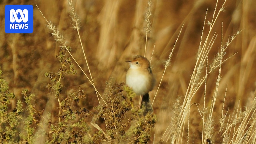 Outback becomes oasis of birds, wildlife after 'unbelievable' desert rains