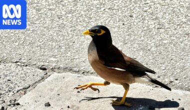 Indian mynas were introduced to control pest insects but now they are the pest