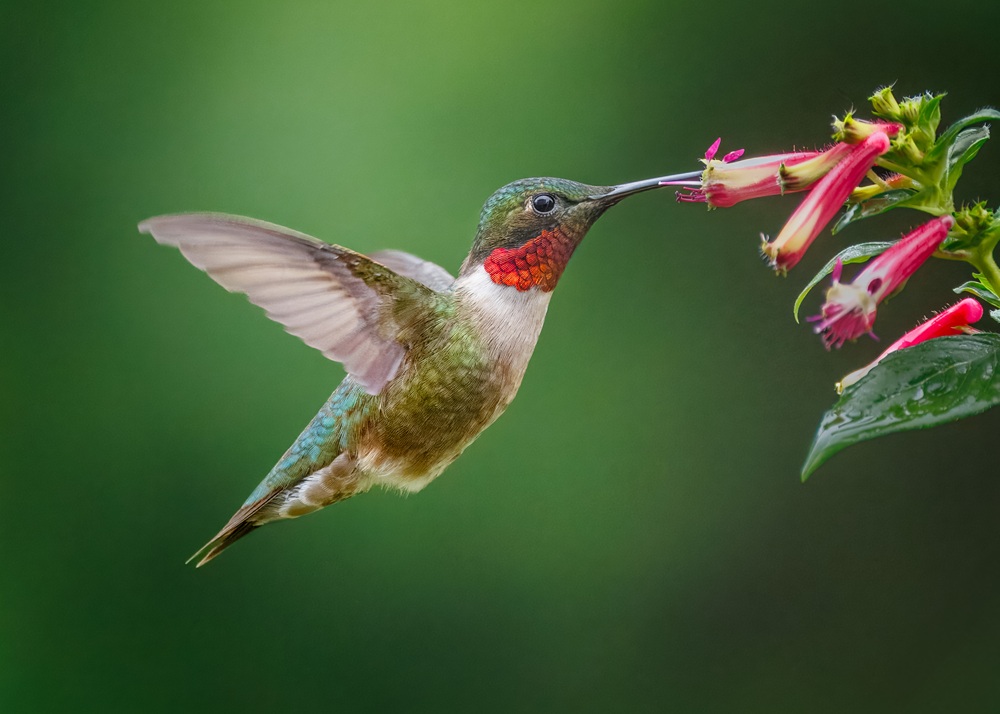 A colorful hummingbird takes in nectar from a pink flower.