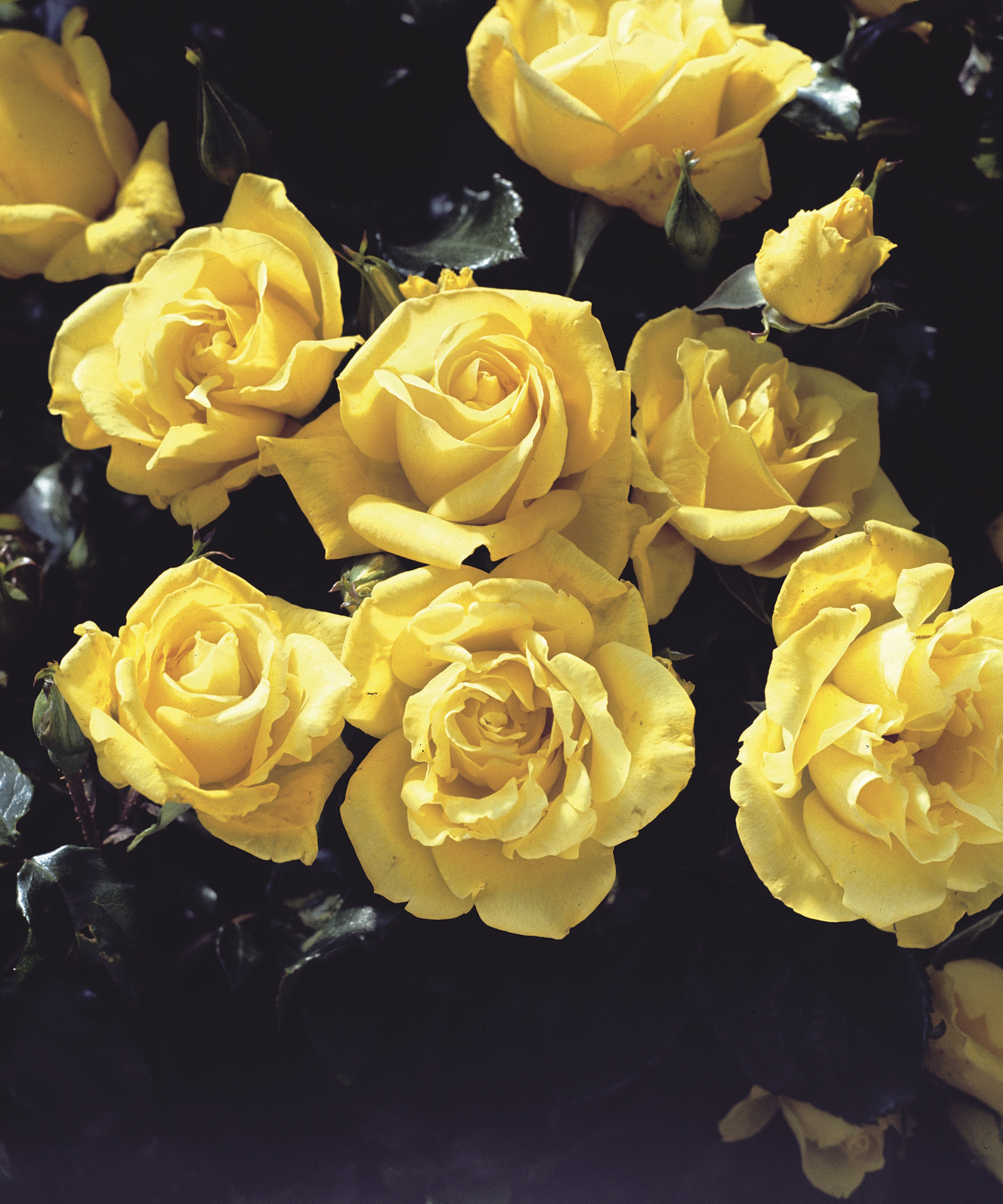 The yellow flowers of a Rose Goldgleam